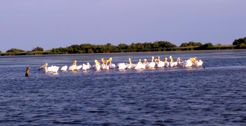 Hotel Delta Pontoon Mahmudia Zewnętrze zdjęcie